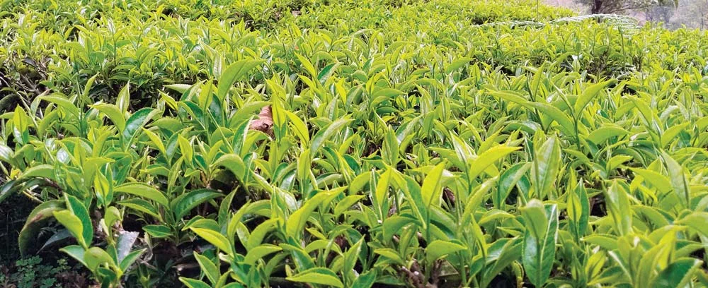 ईलाममा चिया उत्पादनमा सुधार