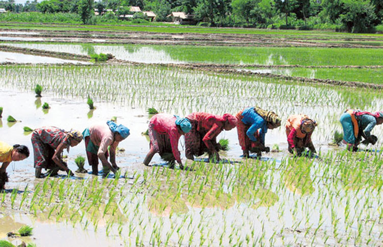 देशभर ९१ प्रतिशत धान रोपाइँ, सुदूरपश्चिममा उत्साहजनक प्रगति