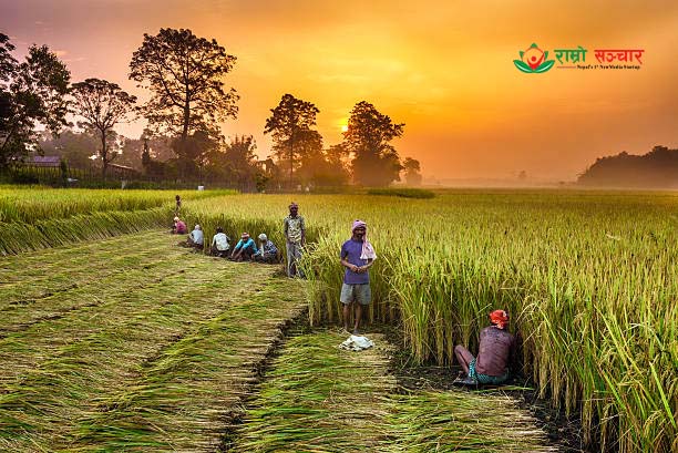 समयमा वर्षा हुँदा बागलुङमा धान उत्पादन बढ्यो